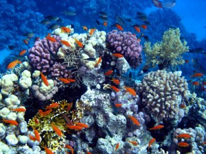 coral-reef