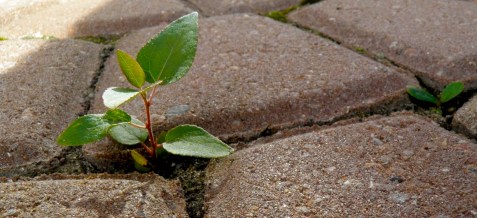 Small Projects Fund Header